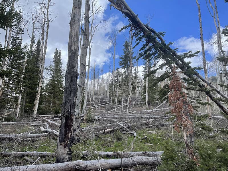 Before — WPC #65 — Fire Mitigation