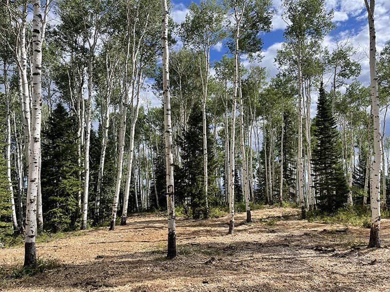 After — WPC #67 — Land Clearing