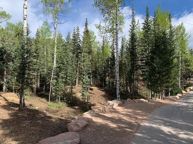 After — Dan's Property — Tree Thinning