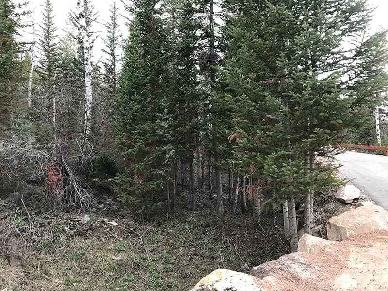 Before — Dan's Property — Tree Thinning