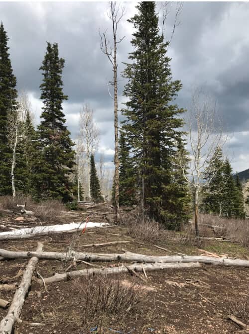 Before — Residential Tree Removal