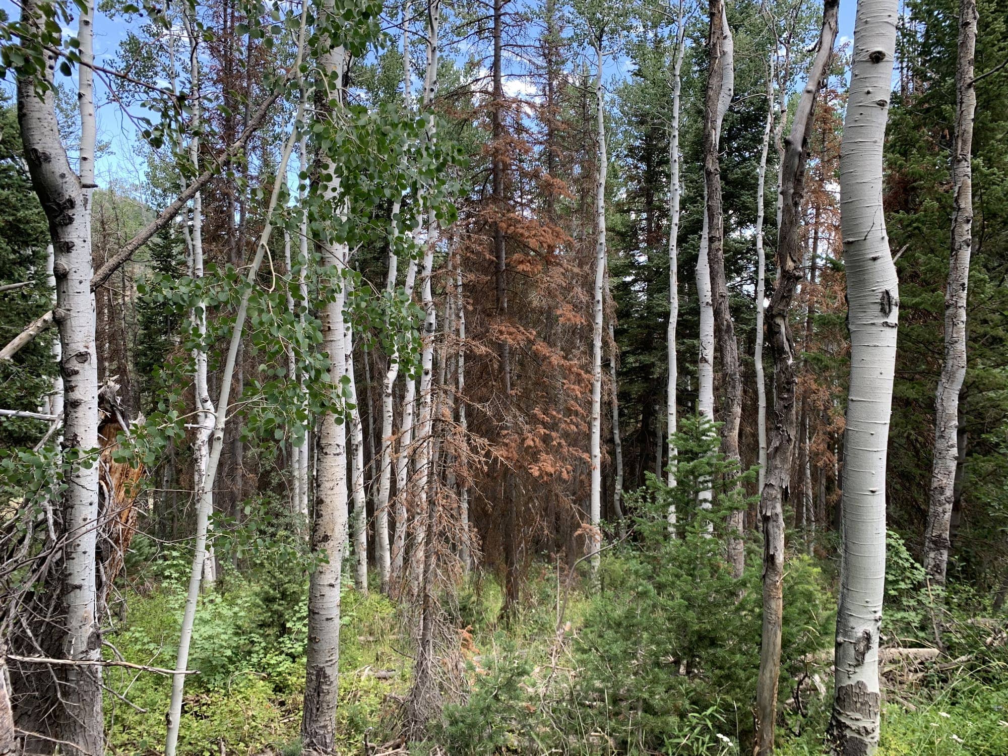 Before — White Pine Canyon #19 — View 3 of 7