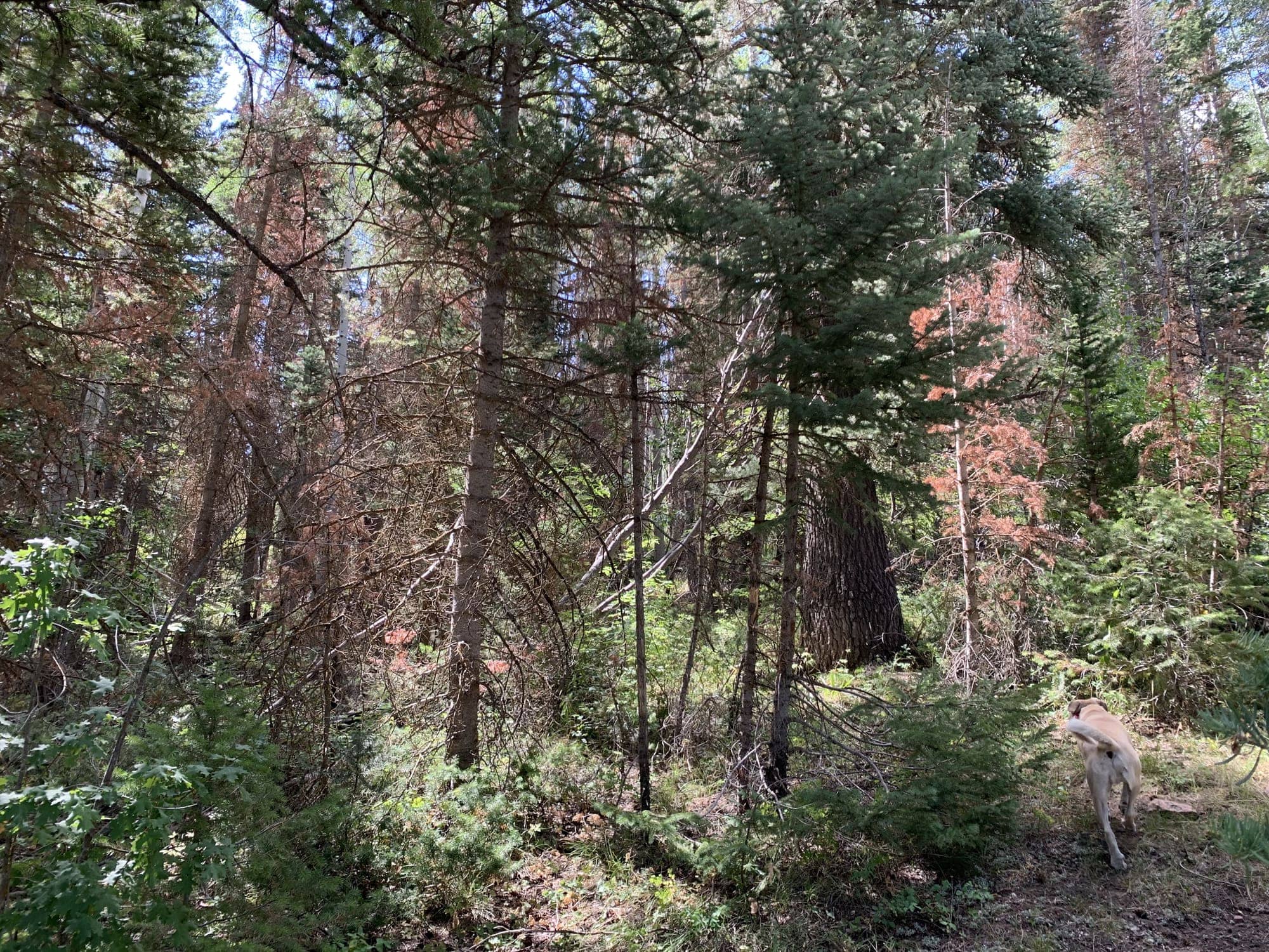 Before — White Pine Canyon #19 — View 5 of 7