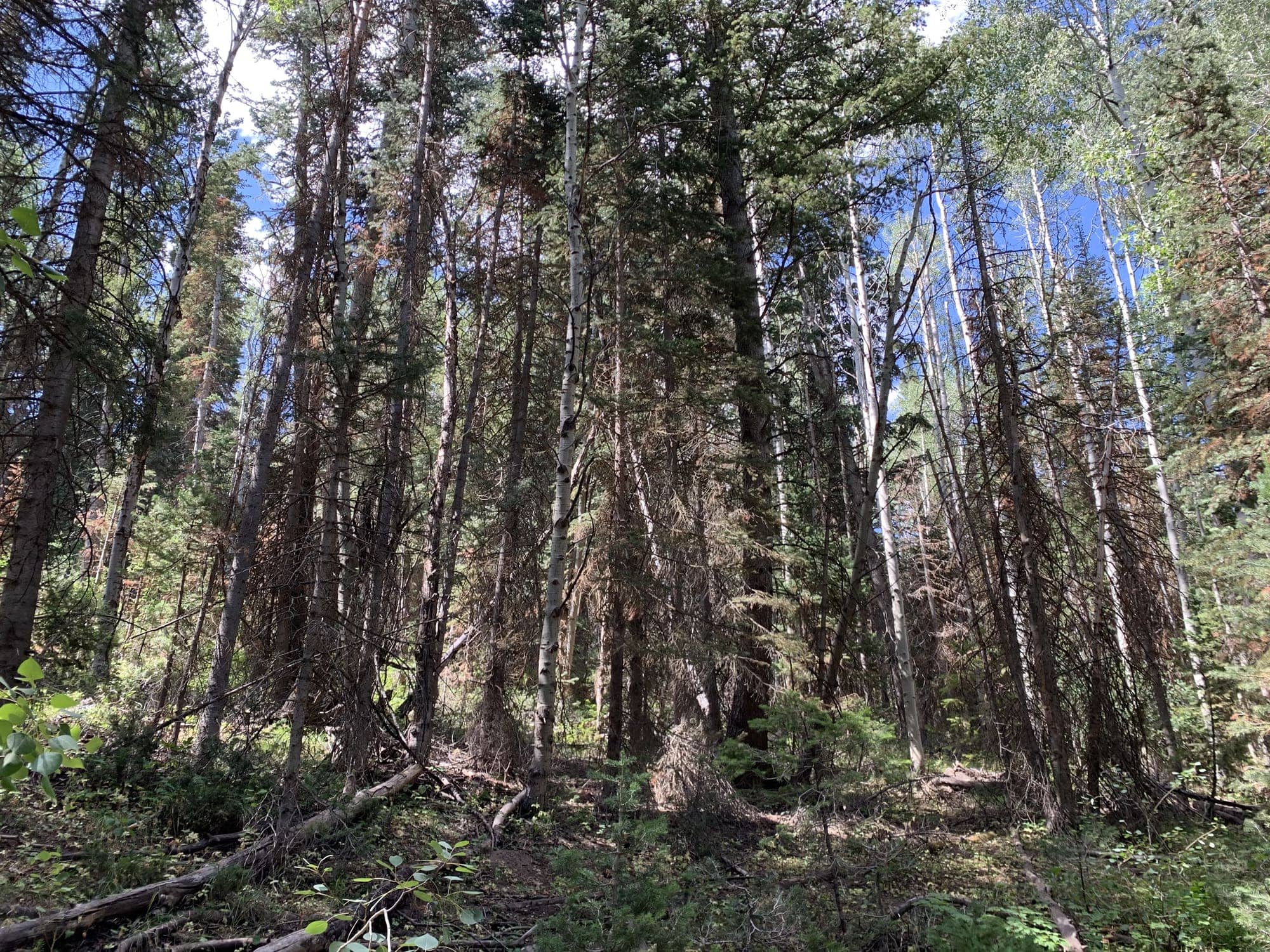Before — White Pine Canyon #19 — View 7 of 7