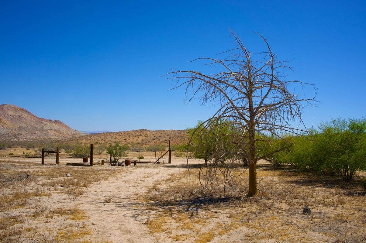 Dead standing trees