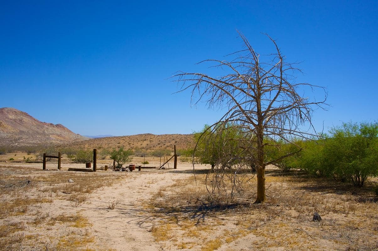 Dead standing conifers on a Wasatch mountain property — classic bark beetle mortality